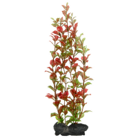 Rastlina Tetra Red Ludwigia L 30cm