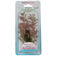 Декоративное растение для аквариума – Tetra Red Ludwigia S