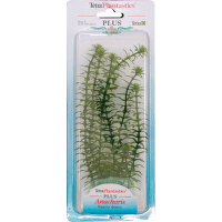 Декоративное растение для аквариума – Tetra Anacharis M
