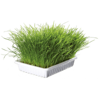 Трава для кошек – TRIXIE Bio Cat Grass (bowl), 100 г