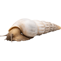 Slimák Brotia – Brotia Herculea