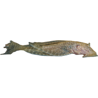 Prísavník obyčajný - Ancistrus sp. Long Fin