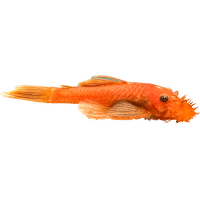 Prísavník - Ancistrus sp. Red