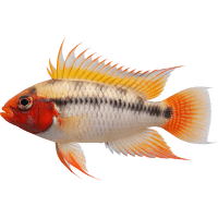 Cichlidka kakadu Colour – Apistogramma var. Colour