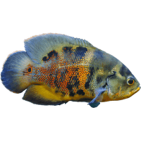Cichlida pávia XL - Astronotus ocellatus XL