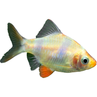 Parmička čtyřpruhá albín - Puntius tetrazona albin
