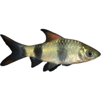 Parmička příčnopruhá – Barbus melanampyx
