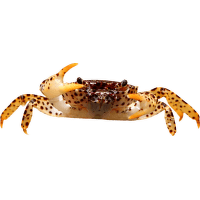 Krab panter – Parathelphusa panterina