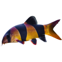 Sekavka nádherná L – Chromobotia macracanthus L