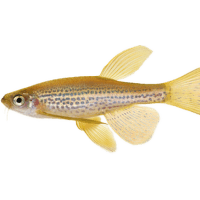 Danio tečkované dlouhoploutvé - Brachydanio frankei long fin
