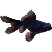 Závojnatka čínská teleskop - Carassius auratus var. Telescop
