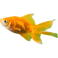 Závojnatka čínská XL - Carassius auratus XL