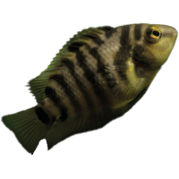 Kančík příčnopruhý - Cichlasoma nigrofasciatum