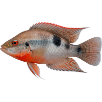 Cichlida červenohrdlá – Cichlasoma meeki