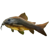 Pancéřníček venezuelský - Corydoras Black venezuela