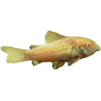 Pancéřníček skvrnitý albín - Corydoras paleatus albin