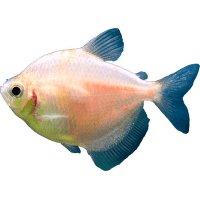 Tetra černá var. zlatá - Gymnocorybus ternetzi var. Gold