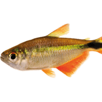 Tetra kosočtverečná - Hemigrammus caudovittatus