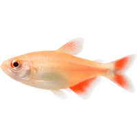 Tetra kopijovitá albín – Hemigrammus caudovittatus albin