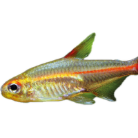 Tetra žhavá - Hemigrammus erythrozonus