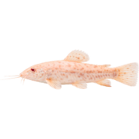 Pancierníček trinidadský albín XL – Hoplosternum thoracatum albin XL