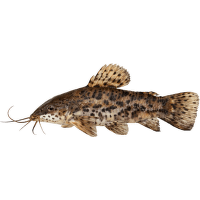 Pancéřníček kropenatý XL - Hoplosternum thoracatum