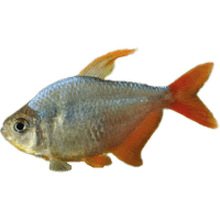 Tetra kolumbijská - Hyphessobrycon  columbianus