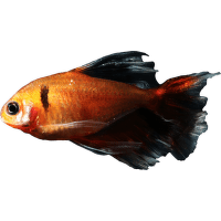Tetra krvavá závojová - Hyphessobrycon eques/callistus var. Long fin