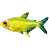 Tetra citronová - Hyphessobrycon pulchripinnis