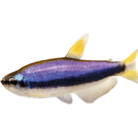 Tetra královská - Inpaichthys kerri