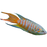 Rájovec dlouhoploutvý – Macropodus opercularis