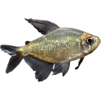 Tetra diamantová - Moenkhausia pittieri