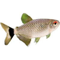Tetra paraguayská - Moenkhausia sanctafilomenae