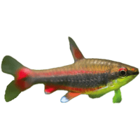 Drobnoústka pruhovaná - Nannostomus beckfordi