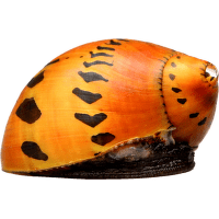 Neritina slimák Colour – Neritina natalensis Colour