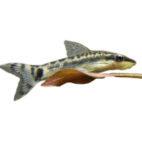 Krunýřovec jednopruhý - Otocinclus affinis
