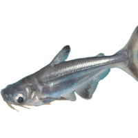 Sumeček žraločí - Pangasius sutchi