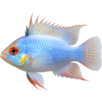 Cichlidka Ramirezová Colour – Papiliochromis ramirezi Colour