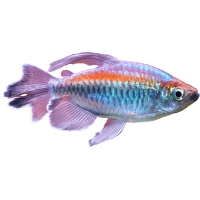 Tetra konžská XL - Phenacogrammus interruptus XL