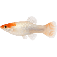 Gupka dúhová Special samec – Poecilia reticulata Special