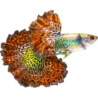 Paví očko - Poecillia reticulata var. color