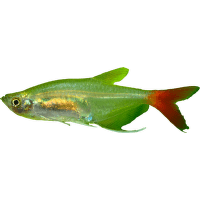 Tetra vláknoploutvá - Priomobrama  filigera