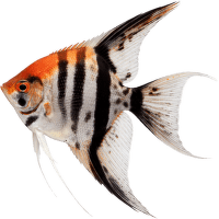 Skalár amazonský – Pterophyllum scalare Special