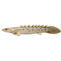Bichir senegalský – Polypterus senegalus