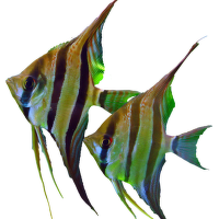 Skalár vysoký – Pterophyllum altum