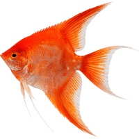 Skalára amazonská XL Colour – Pterophyllum scalare var. Colour XL