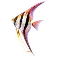 Skalára vysoká XL – Pterophyllum altum XL