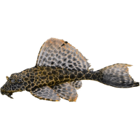 Krunýřovec velkoploutvý - Pterygoplichthys gibbiceps