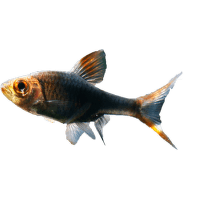 Razbora klínoskvrnná černá – Rasbora heteromorpha Black
