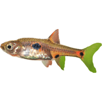 Razbora trpasličí – Rasbora maculata